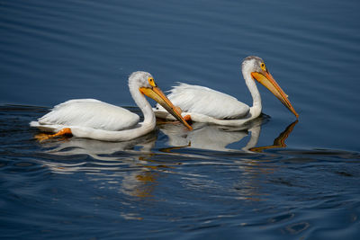Swans swimming in lake