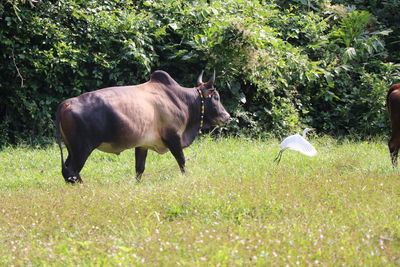 Horses in a field