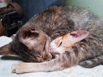 Close-up of a sleeping cat