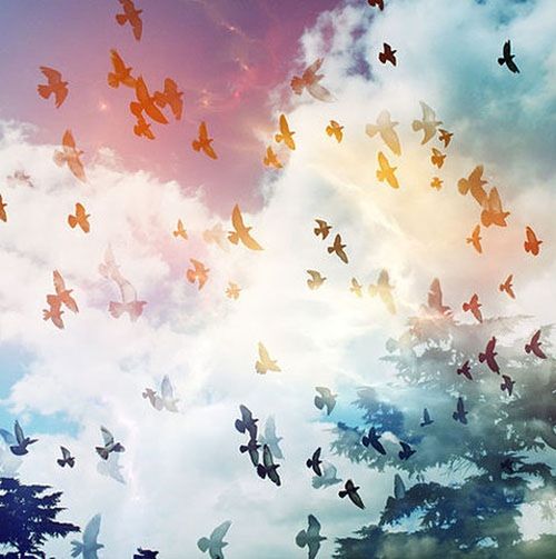 flying, low angle view, sky, bird, cloud - sky, animals in the wild, animal themes, flock of birds, wildlife, cloudy, mid-air, cloud, nature, blue, beauty in nature, day, outdoors, abundance, tranquility