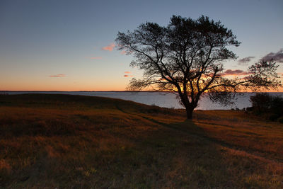 Tree by sea against sky during sunset