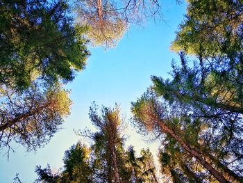 Low angle view of trees against sky