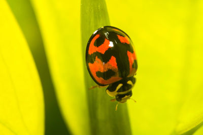 Close-up of ladybug on leaf