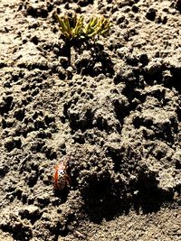 High angle view of ladybug on flower