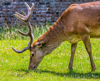 Deer in a field