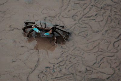 High angle view of beach