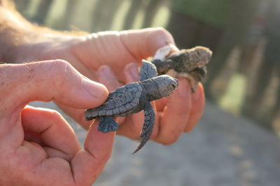 Cropped hands of man holding hatchlings