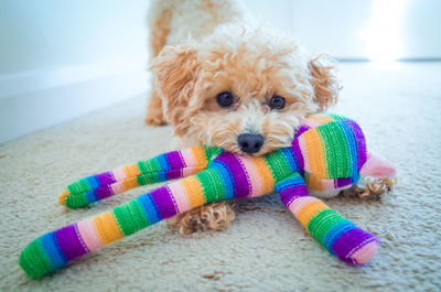 Close-up portrait of a dog