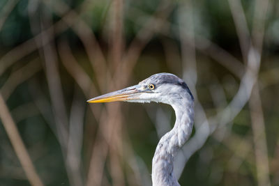 Close-up of gray heron