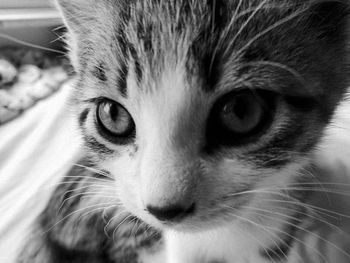 Close-up portrait of cat