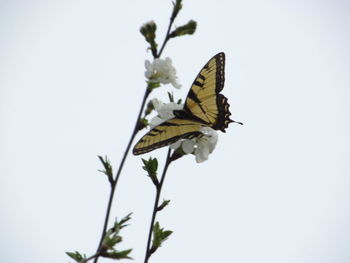 Close-up of butterfly perching on flower against clear sky