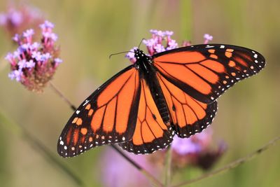 Close-up of butterfly pollinating on purple flower