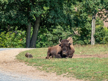 A small american buffalo calf drinking from its mother.