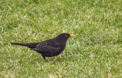 Black bird on grass
