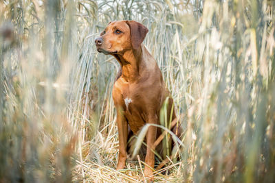 Dog looking away on field