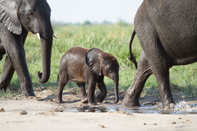 Close-up of elephant