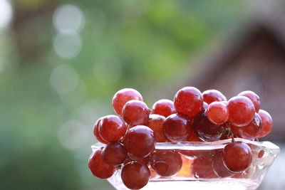 Close-up of grapes