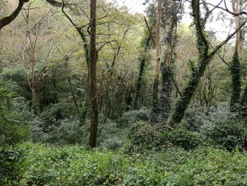 Close-up of plants against trees