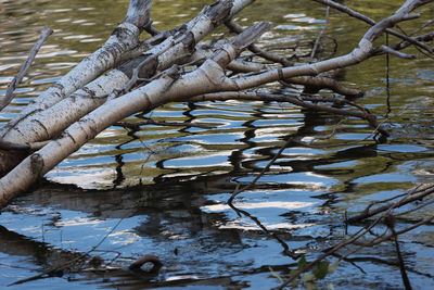 Tree branch in water