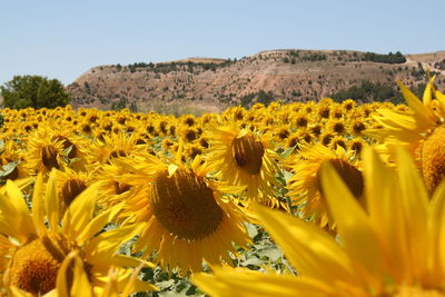 Close-up of yellow flowering plant