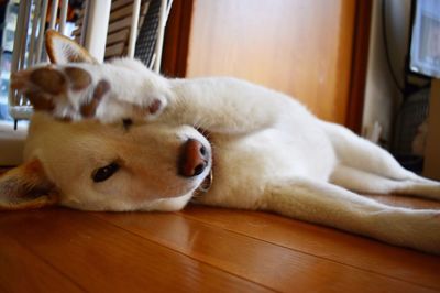 Close-up of a dog resting on hardwood floor