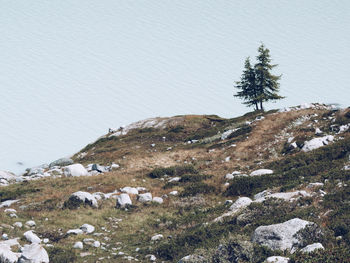 Trees on field against snowcapped mountain