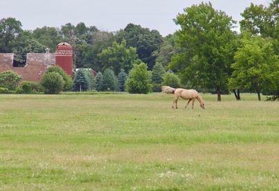 Horses grazing in a field