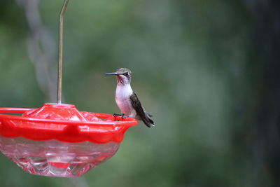 Close-up of bird perching on feeder