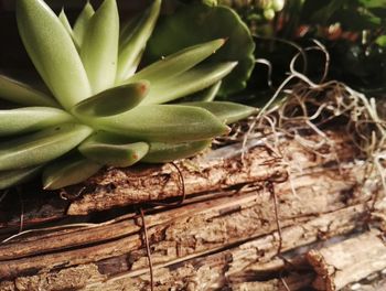 Close-up of insect on plant