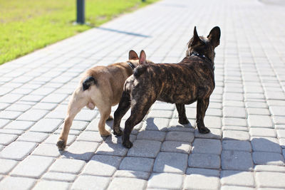 Dog standing on footpath