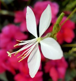 Close-up of flower blooming outdoors