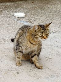 High angle view of tabby cat looking away in city