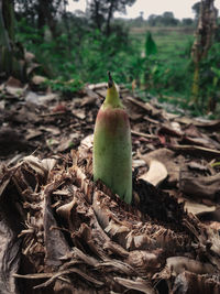 Close-up of fruit on field