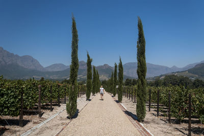 Rear view of woman in vineyard against clear blue sky