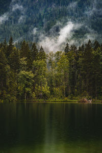 Scenic view of lake in forest