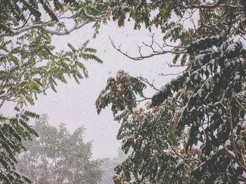 Low angle view of snow covered tree