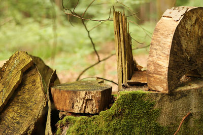 Close-up of wooden logs in forest