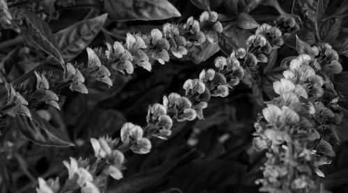 Full frame shot of leaves