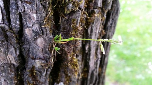 Close-up of tree trunk