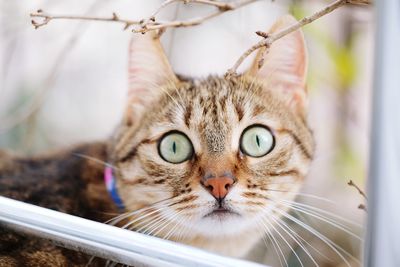 Close-up portrait of a cat
