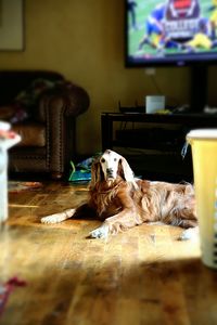 Portrait of dog relaxing at home