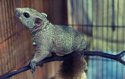 Close-up of lizard in cage