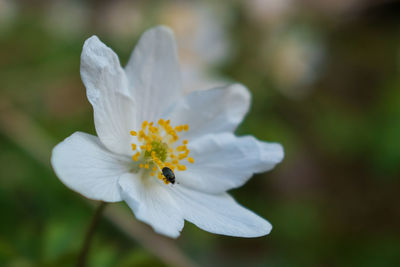 Close-up of white flowering plant