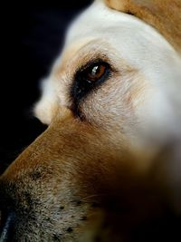 Close-up portrait of dog