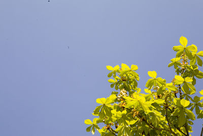 Close-up of yellow flowers against clear sky