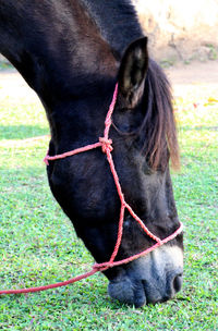 Close-up of a horse on field