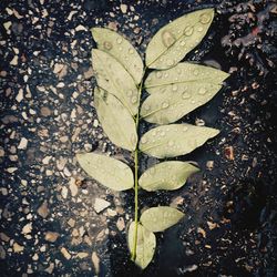 Leaves on leaves