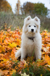 Dog standing on field