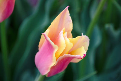 Close-up of pink rose