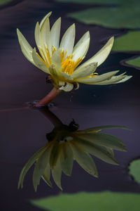 Close-up of flower